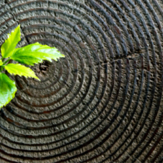 Tiny green tree seedling growing out of a crack in a tree stump with clear tree rings